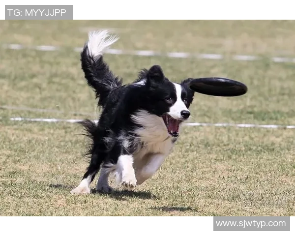 飞盘战术解析:北京飞盘队如何构建整体压制体系与战术优势 飞盘战术解析:北京飞盘队如何构建整体压制体系与战术优势